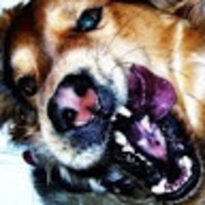 Meet your Posher, Pbd